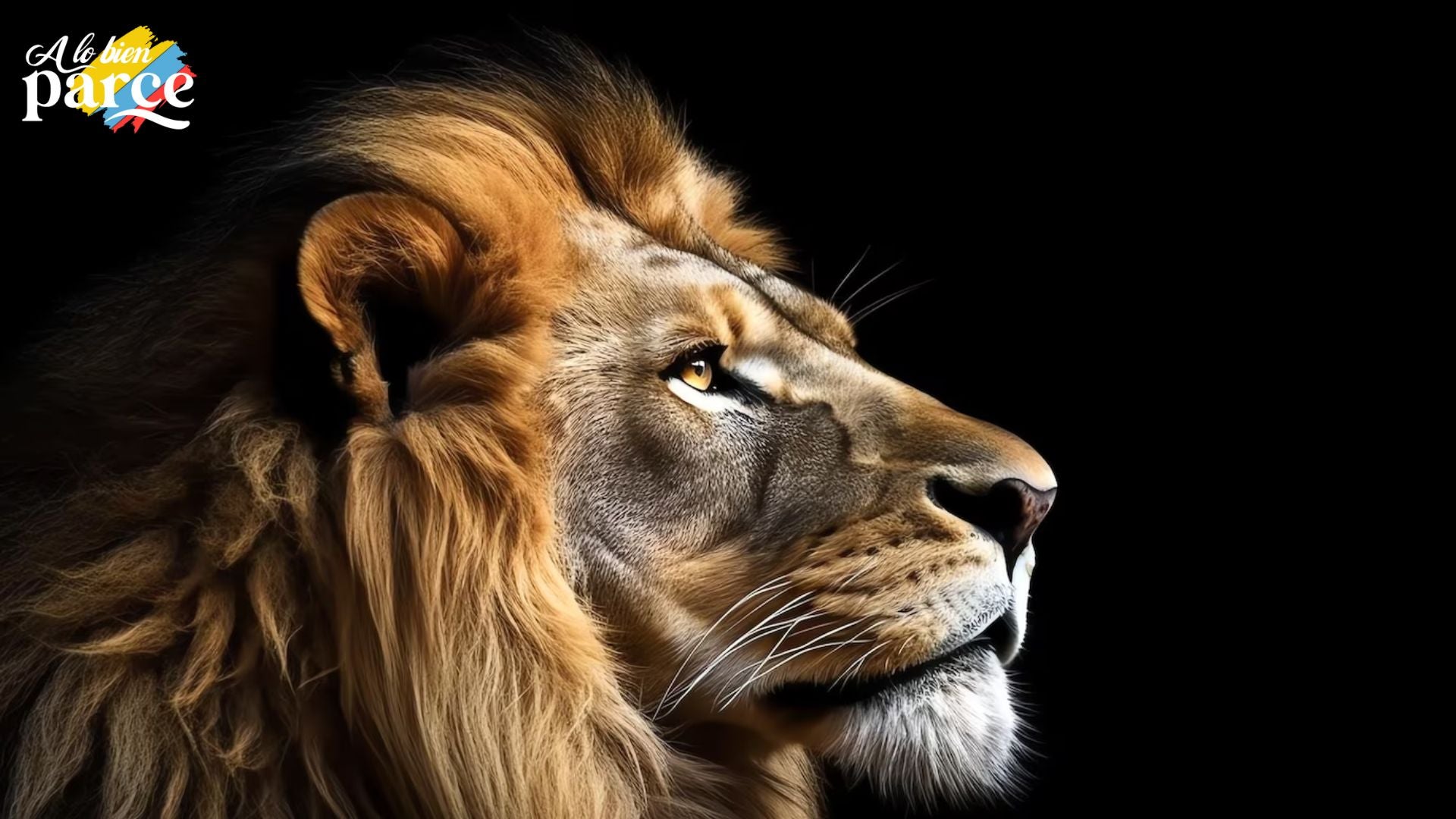 Leon mirando al horizonte