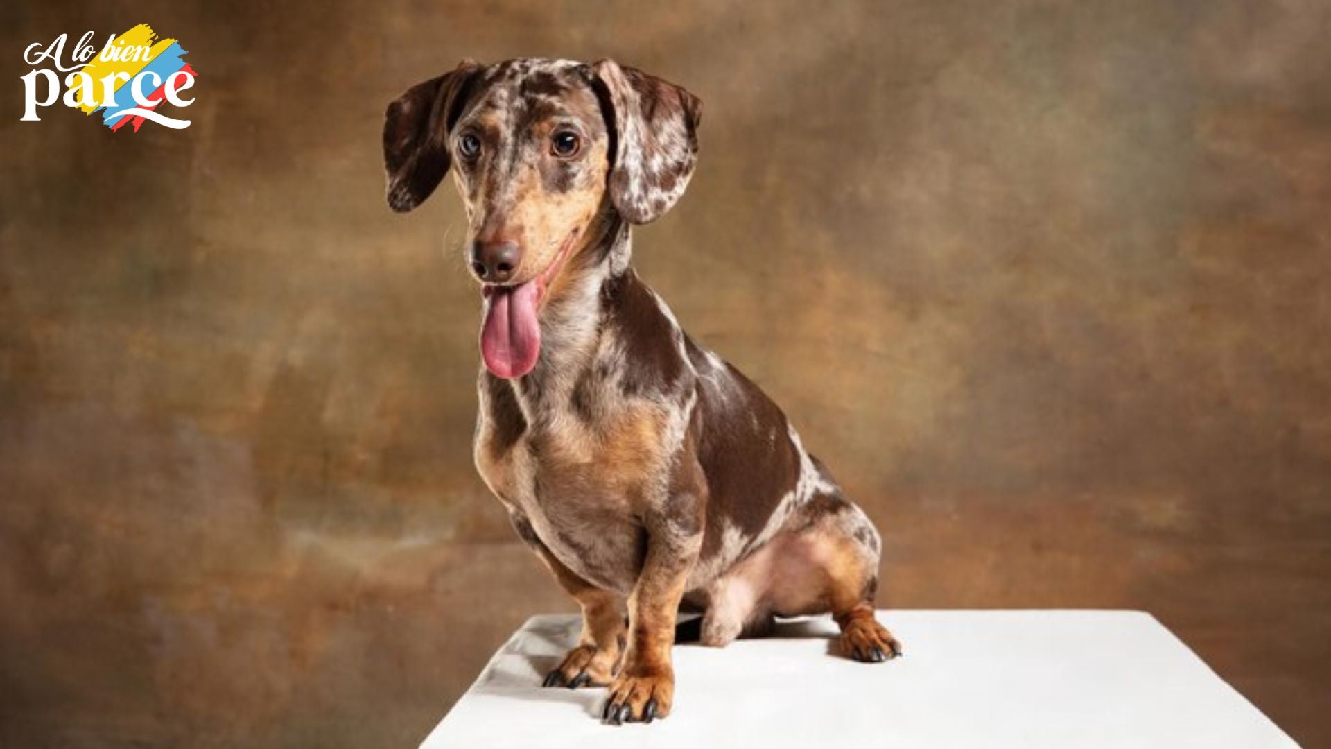 Los perros salchichas y sus características